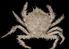 278 New Ocean Species Found off Tasmania 278 New Ocean Species Found off Tasmania