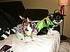 Pet Pics on Petsugar 2008-10-17 08:00:26