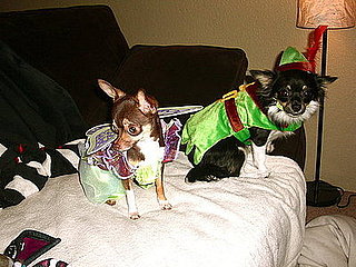 Pet Pics on Petsugar 2008-10-17 08:00:26