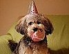 Pet Pics on Petsugar 2008-10-16 07:00:34