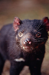 Creature Feature: Tasmanian Devil
