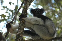 The Indri The Indri