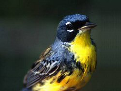 Kirtland's Warbler Kirtland's Warbler
