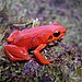 The Black-eared Mantella