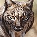 The Iberian Lynx