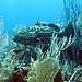 The Black Grouper