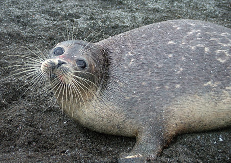 The Caspian Seal The Caspian Seal