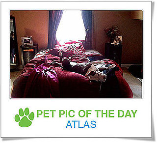 Pet Pics on Petsugar 2008-10-24 07:00:15