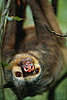 Sloth Quiz