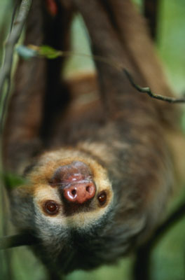 Sloth Quiz