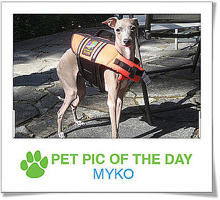 Pet Pics on PetSugar 2008-10-21 08:00:14