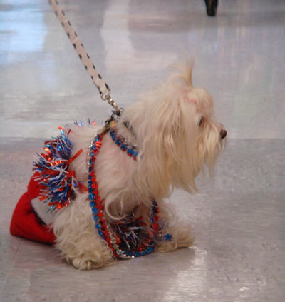 All American Girl All American Girl