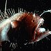 Anglerfish