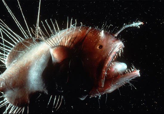 Anglerfish