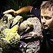 Coconut Crab 
