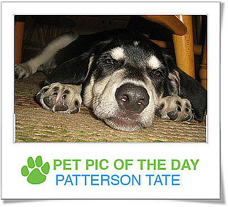 Pet Pics on Petsugar 2008-11-03 07:00:53