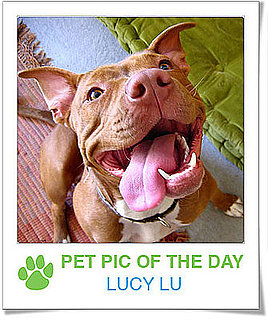 Pet pics on Petsugar 2008-10-28 08:00:36