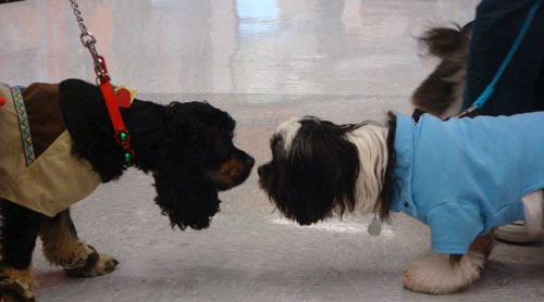 Pocahontas and 50s Dog Say Hello Pocahontas and 50s Dog Say Hello