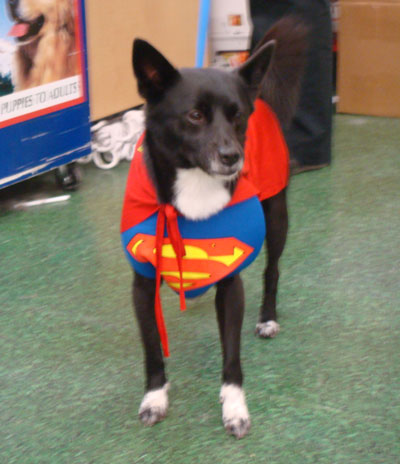 Super Dog! Super Dog!
