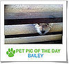 Pet Pics on Petsugar 2008-11-07 08:00:08