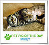 Pet Pics on Petsugar 2008-11-10 09:30:34