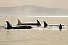 Killer Whales Have Picky Eating Habits