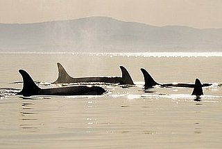 Killer Whales Have Picky Eating Habits