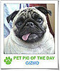 Pet Pics on Petsugar 2008-11-04 08:00:44