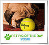 Pet Pics on Petsugar 2008-11-05 08:00:43