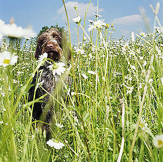 Are Your Pets Eco Friendly?