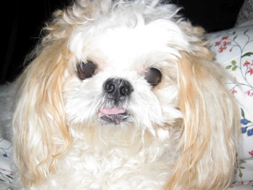Pet of the Week: My Darling GIRL
