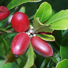 Meet The Miracle Berry Meet The Miracle Berry