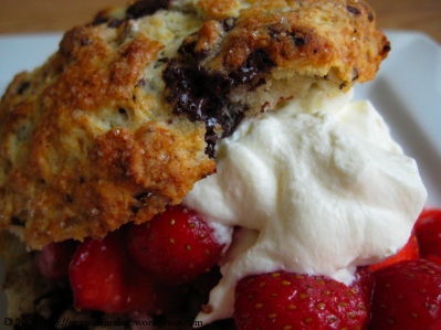 Yummy Link: Strawberry Chocolate Chunk Shortcakes Yummy Link: Strawberry Chocolate Chunk Shortcakes