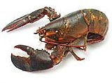 Summer Clambake Summer Clambake