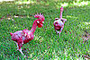 Genetically Altered Animals as Food?