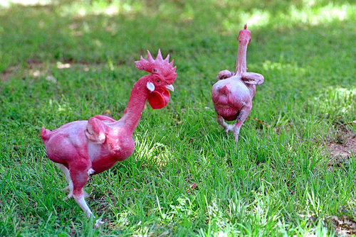 Genetically Altered Animals as Food?