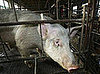 PETA Releases Disturbing Pig Farm Video 