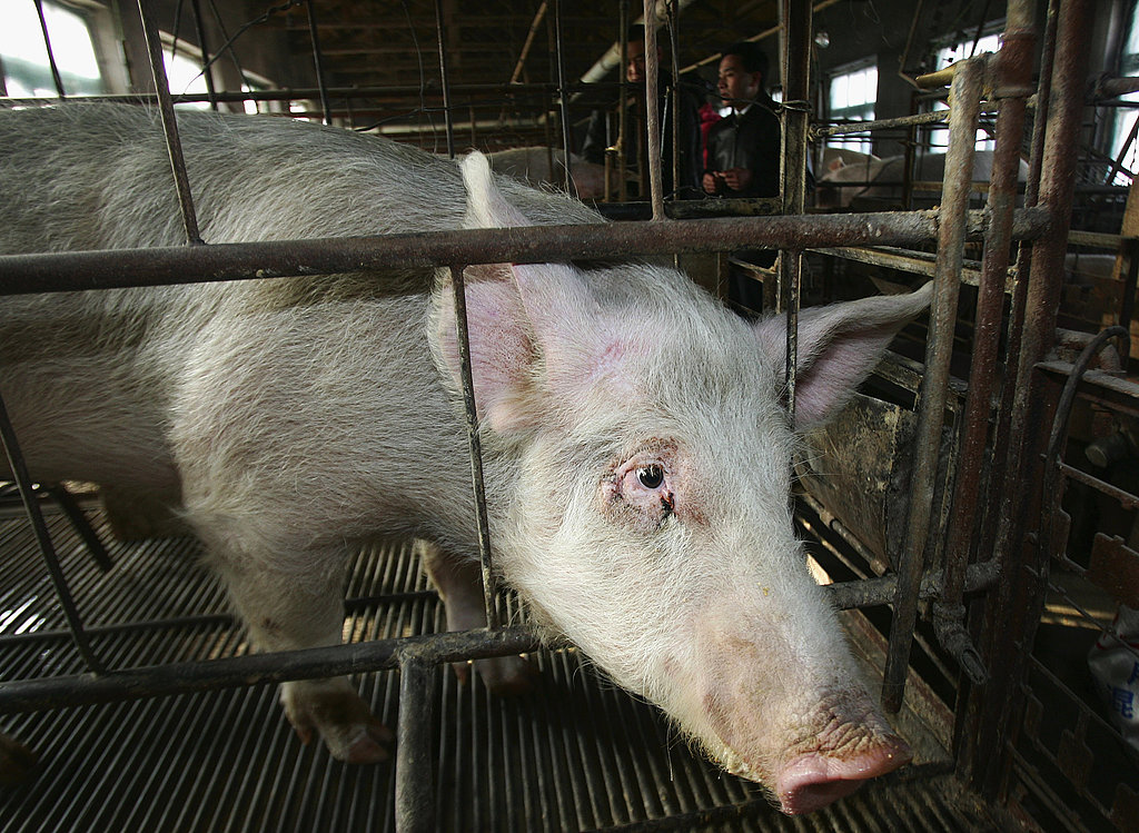 PETA Releases Disturbing Pig Farm Video PETA Releases Disturbing Pig Farm Video