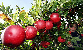What Would You Make? Apples