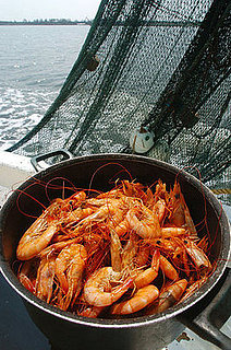 Yummy Links: From Crustaceans to Food Trends