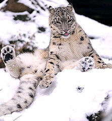 Arctic Animals Most Active on Snowy, Winter Days at the Zoo