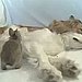 Dog Nurses Baby Bunnies to Health 