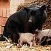 Orphaned Piglets Love Foster Mom, Too 