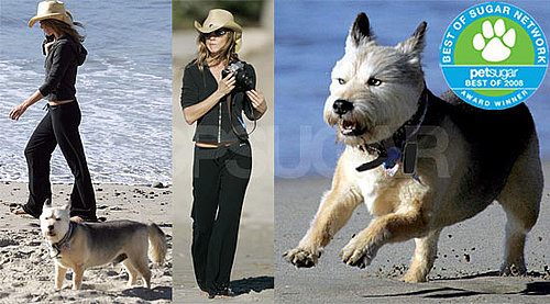 The Results Are In: Celebrity Pet of the Year!