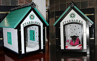 This (New) Home: Starbarks