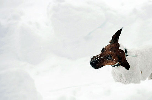 I Need Your Help . . . My Dog Won't "Go" in the Snow!