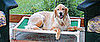 Give Back: Kuranda Dog Beds