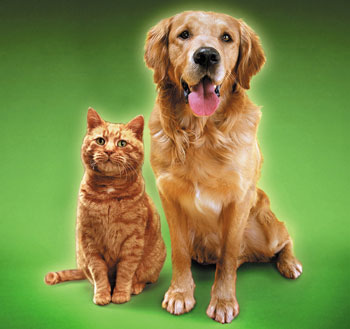 Will the Top 10 Dog and Cat Names of 2008 Surprise You?