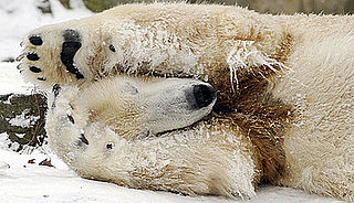Knut's Still Without a Home, Yet Still a Ham