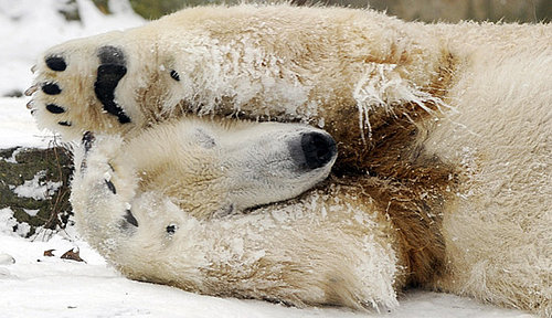 Knut's Still Without a Home, Yet Still a Ham